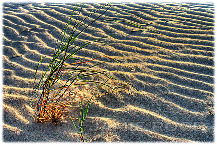 Grass on the Dune