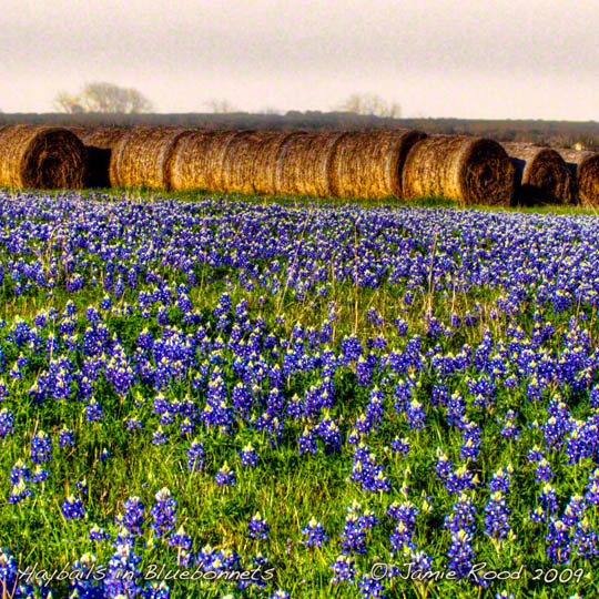 Haybails & Bluebonnets