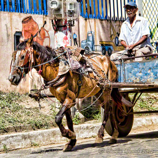 Horse Cart Pink Walls