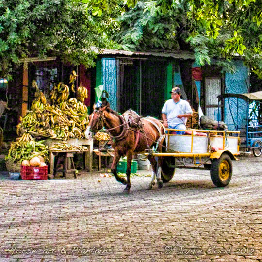 Horse Cart & Plantains