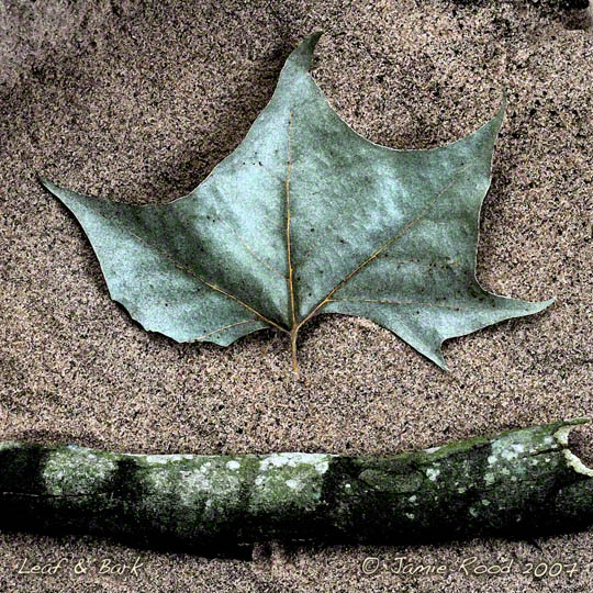 Leaf & Bark