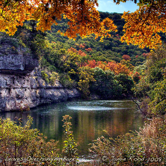 Leaves Overhanging the Bank