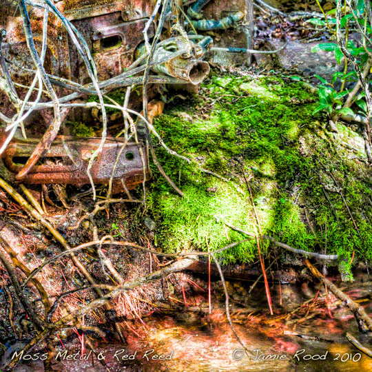 Moss, Metal & Red Reed