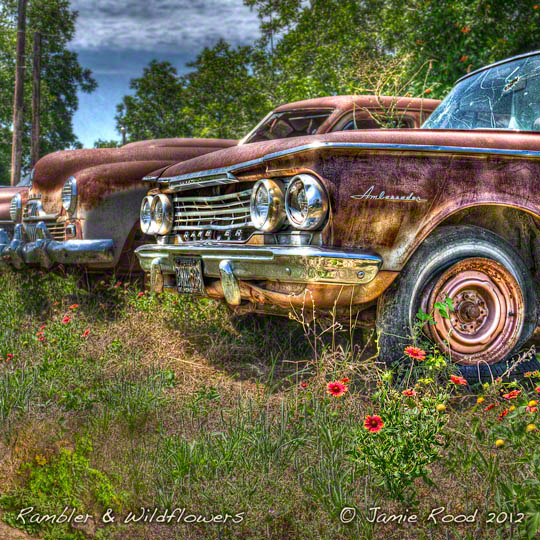 Rambler in Wildflowers