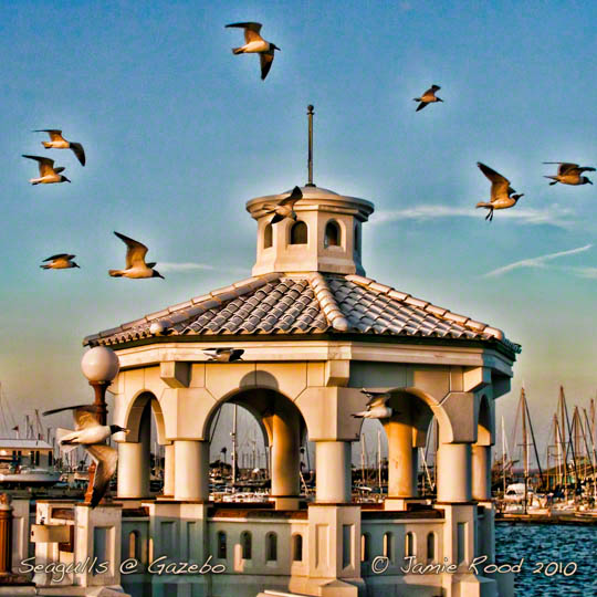 Seagulls at Gazebo