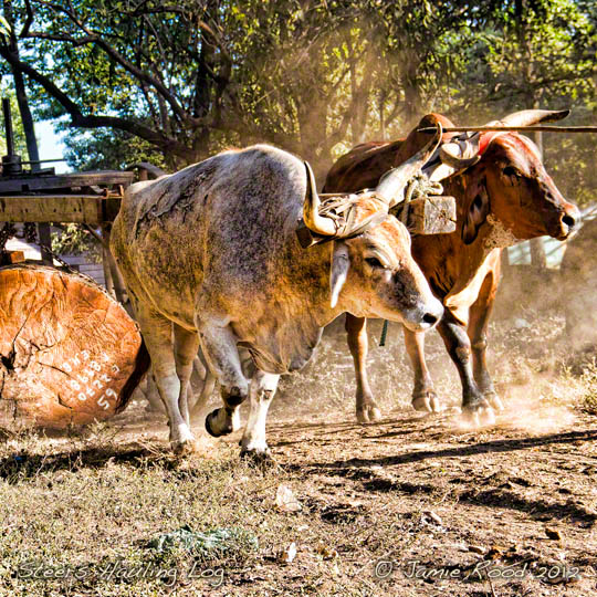 Steers Hauling Log