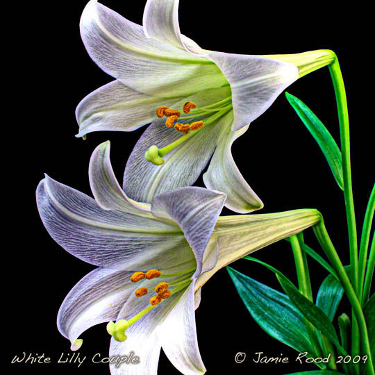 White Lilly Couple