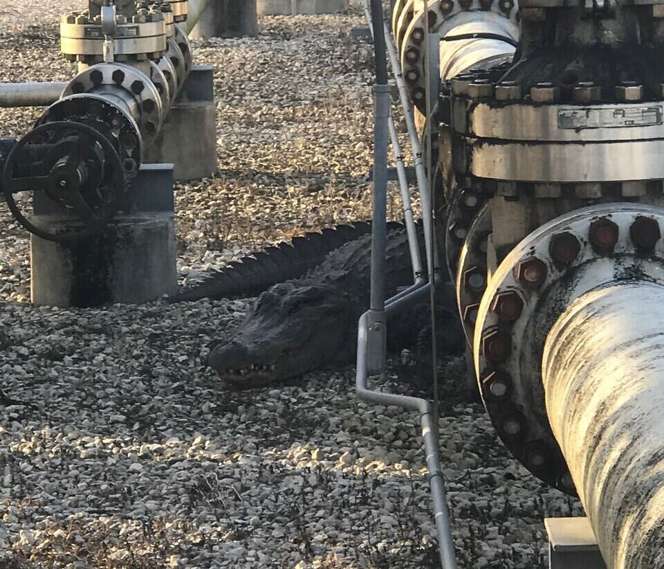 Big Fred in Plant Piping  - cropped