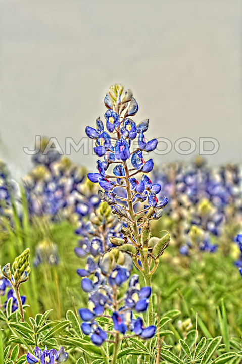 Bluebonnets2008