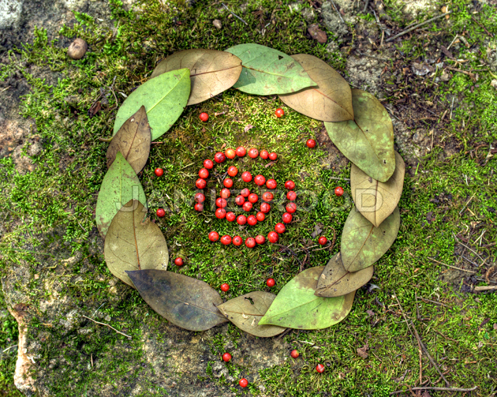 EyeBerries