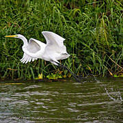 Flight from Water