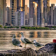 Seagulls at Navy Pier