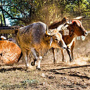 Steers Hauling Log