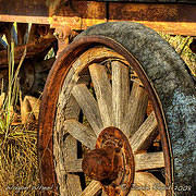 Wagon Wheel 1