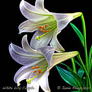 White Lilly Couple