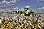 John Deere In Cotton Field