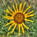 Sunflower - Gog - Coaster