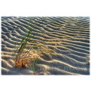 Grass On Dune